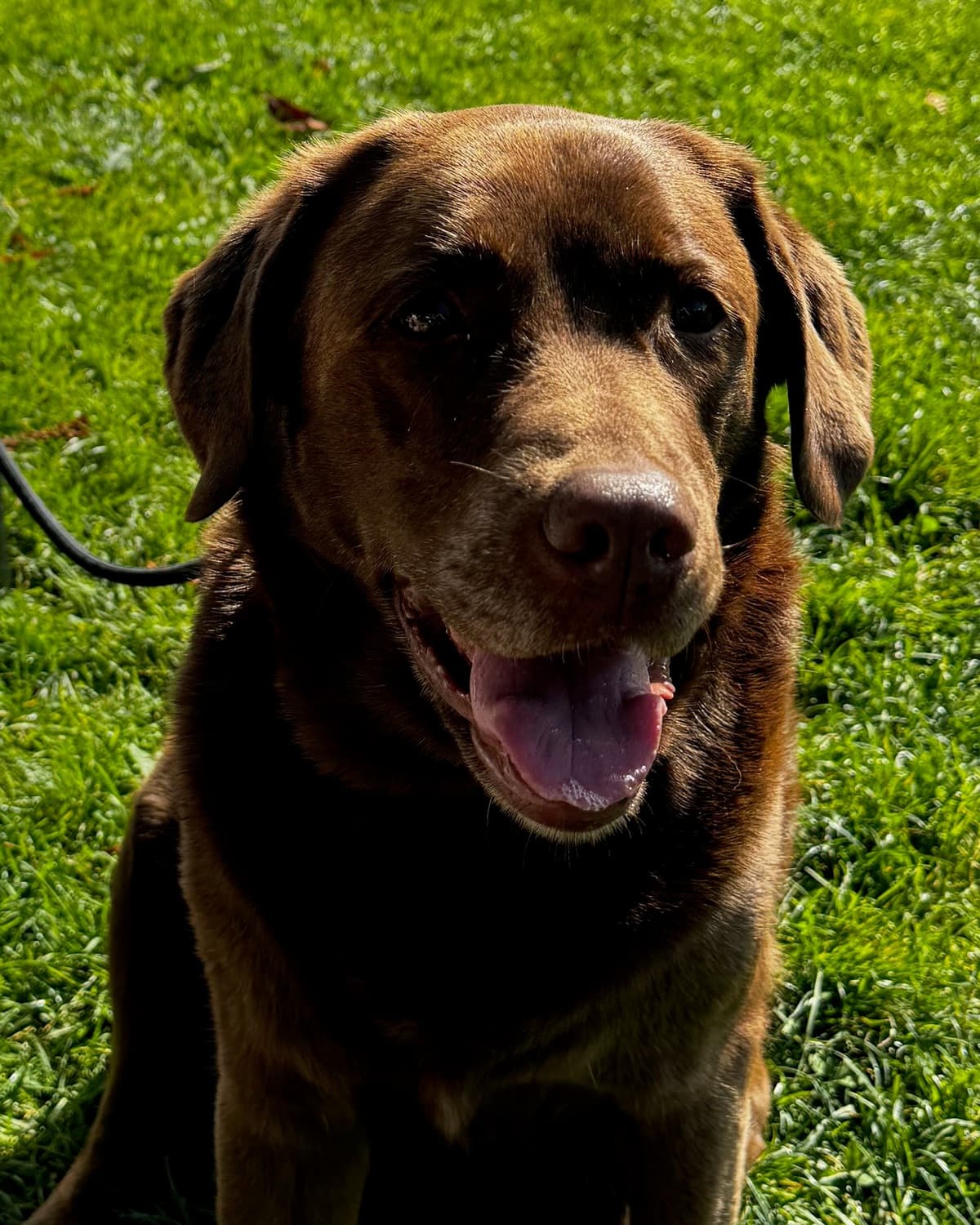 Originalfoto des Labradors Malou